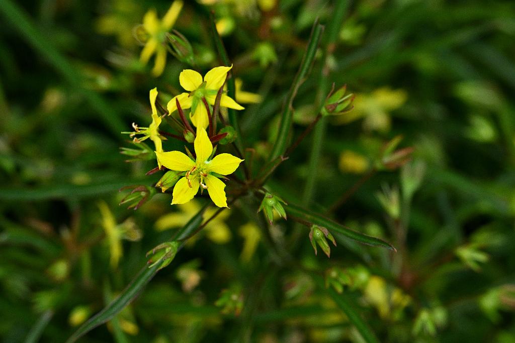 2025-07119486 Tower Hill Botanic Garden, MA.JPG - Lance-leaf Loosestrife (Lysimachia lanceolaata 'Burgundy MNist'). New England Botanic Garden at Tower Hill, MA, 7-11-2025